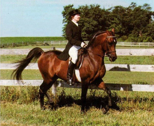 SERR MAARINER  Ibn Fa-Serr x Maarena by Fabah  1980, 1981 Natl Champ Dressage Level II, 1980 Natl TT Dressage Level l, 1981 Natl Res Champ Dressage Level III, 1980 USDF Horse of the Year, 1980 Insilco Region 2 Horse of the Year Dressage Level II