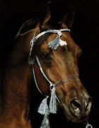 <b>Description: </b>SERR MAARINER Ibn Fa-Serr x Maarena by Fabah 1980, 1981 Natl Champ Dressage Level II, 1980 Natl TT Dressage Level l, 1981 Natl Res Champ Dressage Level III, 1980 USDF Horse of the Year, 1980 Insilco Region 2 Horse of the Year Dressage Level II<br/>