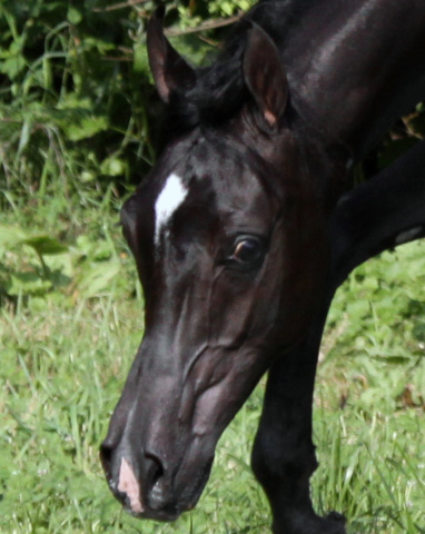 Hu Saud El Hakheem at Hughes Arabians, USA
