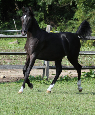 Hu Saud El Hakheem at Hughes Arabians, USA
