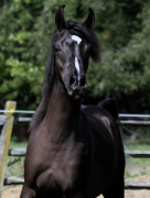 <b>Description: </b>Hu Sheehadia at Hughes Arabians, USA<br/><b>Copyright: </b>Photo by Audrey