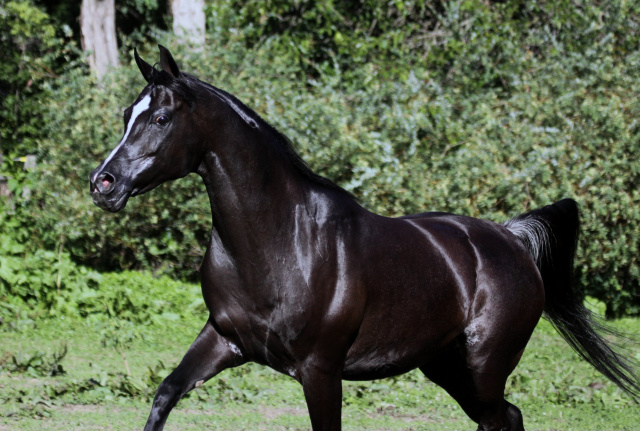 Hu Farah Lace at Hughes Arabians, USA.