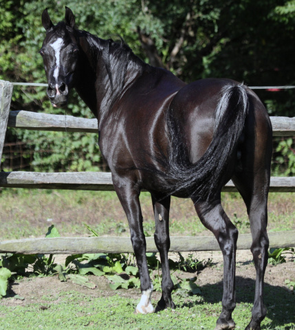 Hu Farah Lace at Hughes Arabians, USA.