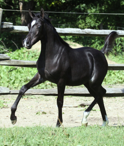 Hu Saud El Halim at Hughes Arabians, USA