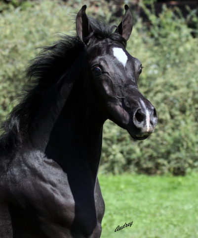 Hu Saud El Halim at Hughes Arabians, USA