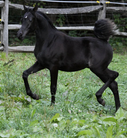 Hu Shaikh El Rhashahn at Hughes Arabians, USA