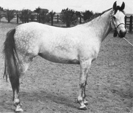 Samira (Ibn Rabdan x Bint Radia/Ghadia) 1935 Saqlawiyah Gidraniyah Ibvn Sudan