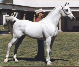 <b>Description: </b>AL METRABBI    *Morafic x *Sammara by *Morafic<br/>