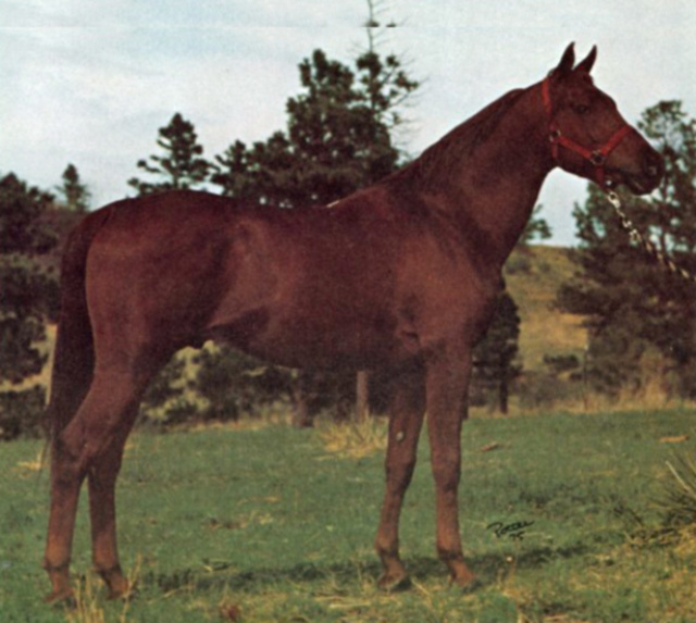 UMI (Shiko Ibn Sheikh x *Bint Dahma by El Sareei)