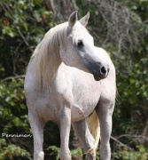 <b>Description: </b>BINT LEBLEBA (*GAF MOSAAD x *Lebleba by Gassir)<br/><b>Copyright: </b>Penniman