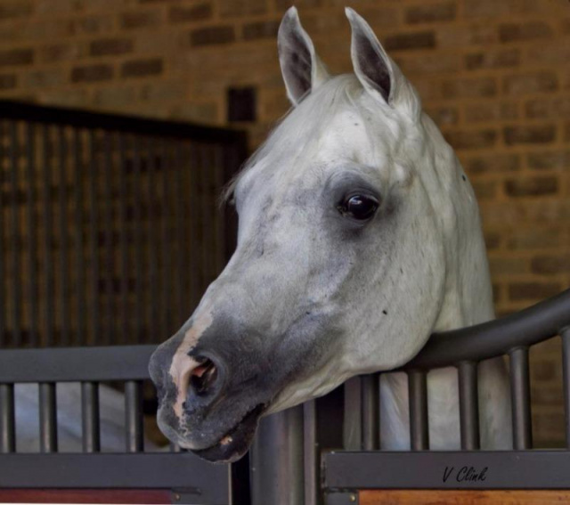 SHAHIR IASB (Salaa El Dine x *Imperial Imphayana by Ansata Imperial)