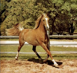 <b>Description: </b>JKB BINT SUDAN (Ansata Ibn Sudan x Bint Bint Mona by *Morafic)<br/>
