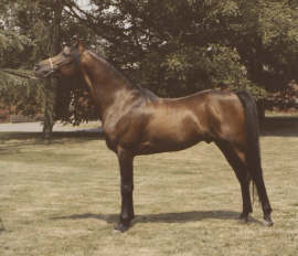 <b>Description: </b>Mohafez ( registered as AK Sharaf in USA) (Ibn Moniet El Nefous x Ahroufa ) 1976 Saqlawi Gidran Ibn Sudan<br/>