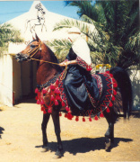 <b>Description: </b>Mohafez ( registered as AK Sharaf in USA) (Ibn Moniet El Nefous x Ahroufa ) 1976 Saqlawi Gidran Ibn Sudan. Here with Karin Nagel at Egyptian Event Europe, 1986<br/>
