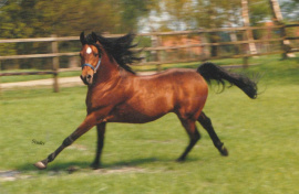 <b>Description: </b>Mohafez ( registered as AK Sharaf in USA) (Ibn Moniet El Nefous x Ahroufa ) 1976 Saqlawi Gidran Ibn Sudan<br/><b>Copyright: </b>Studer photo