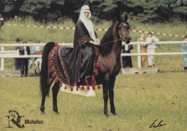 <b>Description: </b>Mohafez (AK Sharaf in U.S.A) (Ibn Moniet El Nefous x Ahroufa) 1976 Saqlawi Gidran Ibn Sudan.<br/><b>Copyright: </b>Escher photo