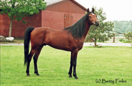 <b>Description: </b>Mohafez (AK Sharaf in U.S.A) (Ibn Moniet El Nefous x Ahroufa) 1976 Saqlawi Gidran Ibn Sudan.<br/><b>Copyright: </b>Betty Finke photo