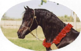 <b>Description: </b>Ibn Sabbah Bedu + // ( Serabaar x Shar Sabbah) 1985 Dahman Shahwan Photographed during Scottsdale Working Hunter Championship in 2000<br/>