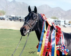 <b>Description: </b>Ibn Sabbah Bedu + // ( Serabaar x Shar Sabbah) 1985 Dahman Shahwan<br/><b>Copyright: </b>Diana Johnson photo