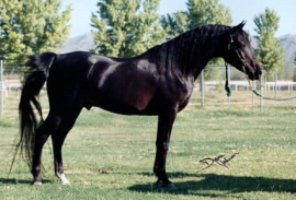<b>Description: </b>Ibn Sabbah Bedu + // ( Serabaar x Shar Sabbah) 1985 Dahman Shahwan<br/><b>Copyright: </b>Diana Johnson photo