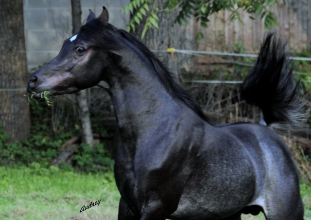 Hu Shamaan at Hughes Arabians, USA.