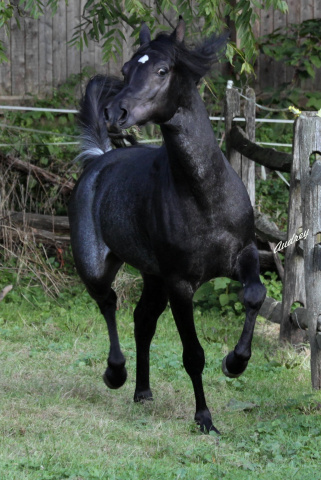 Hu Shamaan at Hughes Arabians, USA.