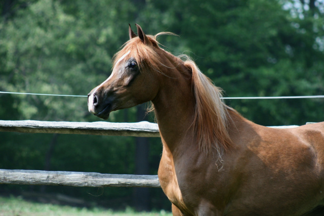Hu Sasheeda at Hughes Arabians, USA