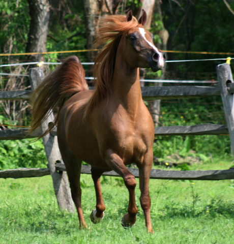 Hu Sasheeda at Hughes Arabians, USA