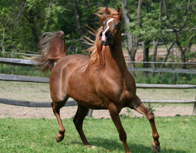 Hu Sasheeda at Hughes Arabians, USA