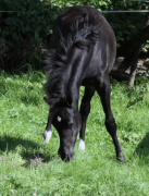 <b>Description: </b>Hu Shai Ahmad at Hughes Arabians, USA<br/><b>Copyright: </b>Photo by Audrey