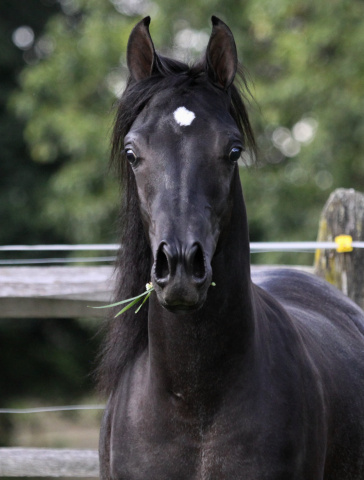 Hu Shai Ahmad at Hughes Arabians, USA