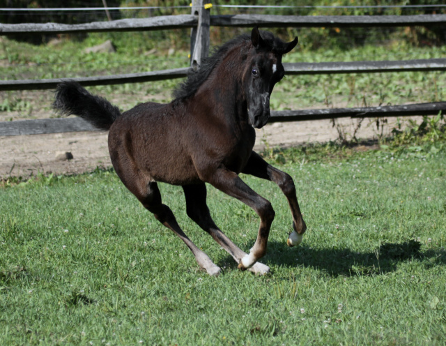 Hu Elle Halimma at Hughes Arabians, USA