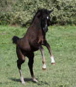 <b>Description: </b>Hu Elle Halimma at Hughes Arabians, USA<br/><b>Copyright: </b>Photo by Audrey