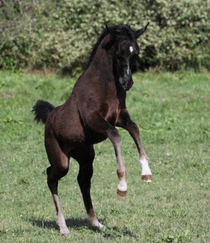 Hu Elle Halimma at Hughes Arabians, USA
