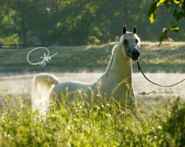 <b>Description: </b>"He was constructed on a solid base of harmony, balance, strength and structure that culminated in an apex of enduring of majesty. He was no accident. His progeny carry forward the elegance and uprightness he was bred to pass on."<br/>