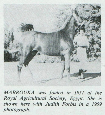 Mabrouka (Sid Abouhom x Moniet El Nefous) 1951 Saqlawiyah Gidraniyah