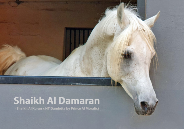 Shaikh Al Damaran