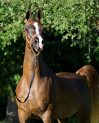 <b>Description: </b>SWEET ELOISE  (Thee Desperado+ x Kuhaylah Nitaya by Tammen)<br/>