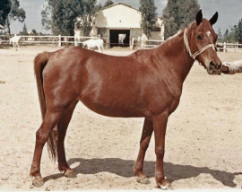 <b>Description: </b>MABROUKA (Sid Abouhom x Moniet El Nefous by Shahloul)<br/><b>Copyright: </b>James M. Kline photo