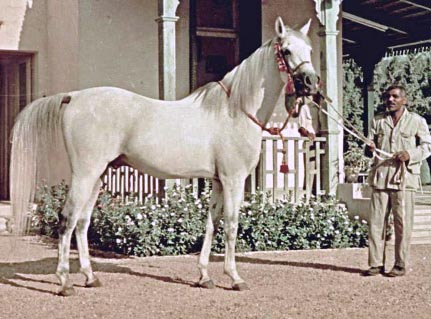NASRALLA (Balance x Sehr by El Nasser)