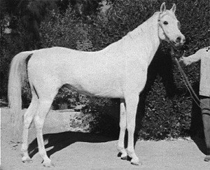 Farag (Morafic x Bint Kateefa) 1962 Kuhailan Ajuz Ibn Rodan