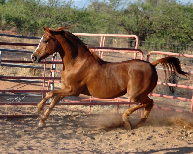 Almoraima El Cid (DHAR Serr Rouf x Masada Saafa) 1988 Dahman Shahwan. 