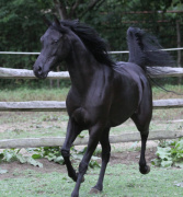 <b>Description: </b>Hu Ikarimaana at Hughes Arabians, USA<br/><b>Copyright: </b>Photo by Audrey