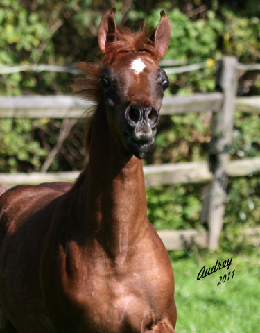 Hu Shamarra Lace at Hughes Arabians, USA.