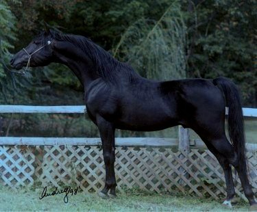 Humon Rha Sheed at Hughes Arabians, USA