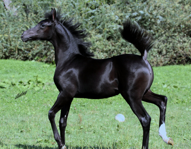 Hu Saud Amarra at Hughes Arabians, USA