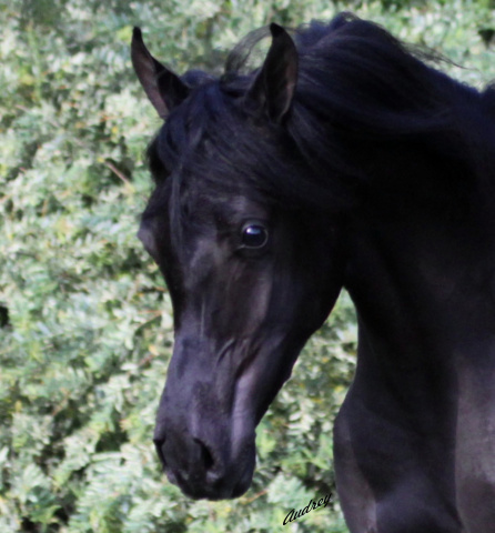 Hu Saud Amarra at Hughes Arabians, USA