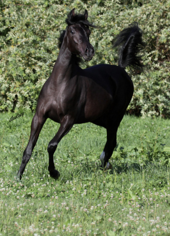Hu Saud Amarra at Hughes Arabians, USA