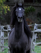 <b>Description: </b>Hu Shaisheeda at Hughes Arabians, USA<br/><b>Copyright: </b>Photo by Audrey